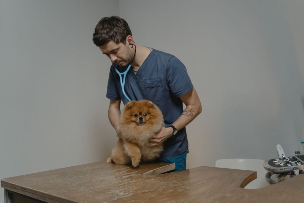 Veterinarian listening to a dog's heart with a stethoscope