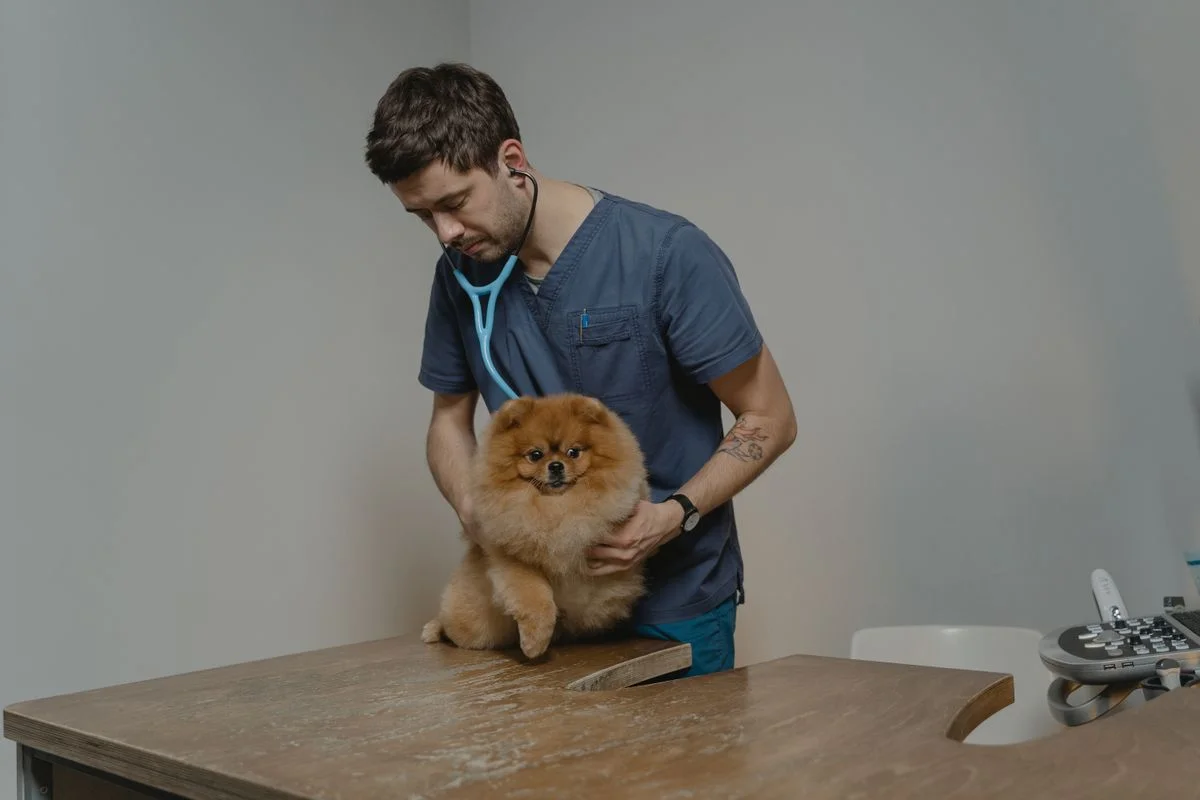 Veterinarian listening to a dog's heart with a stethoscope