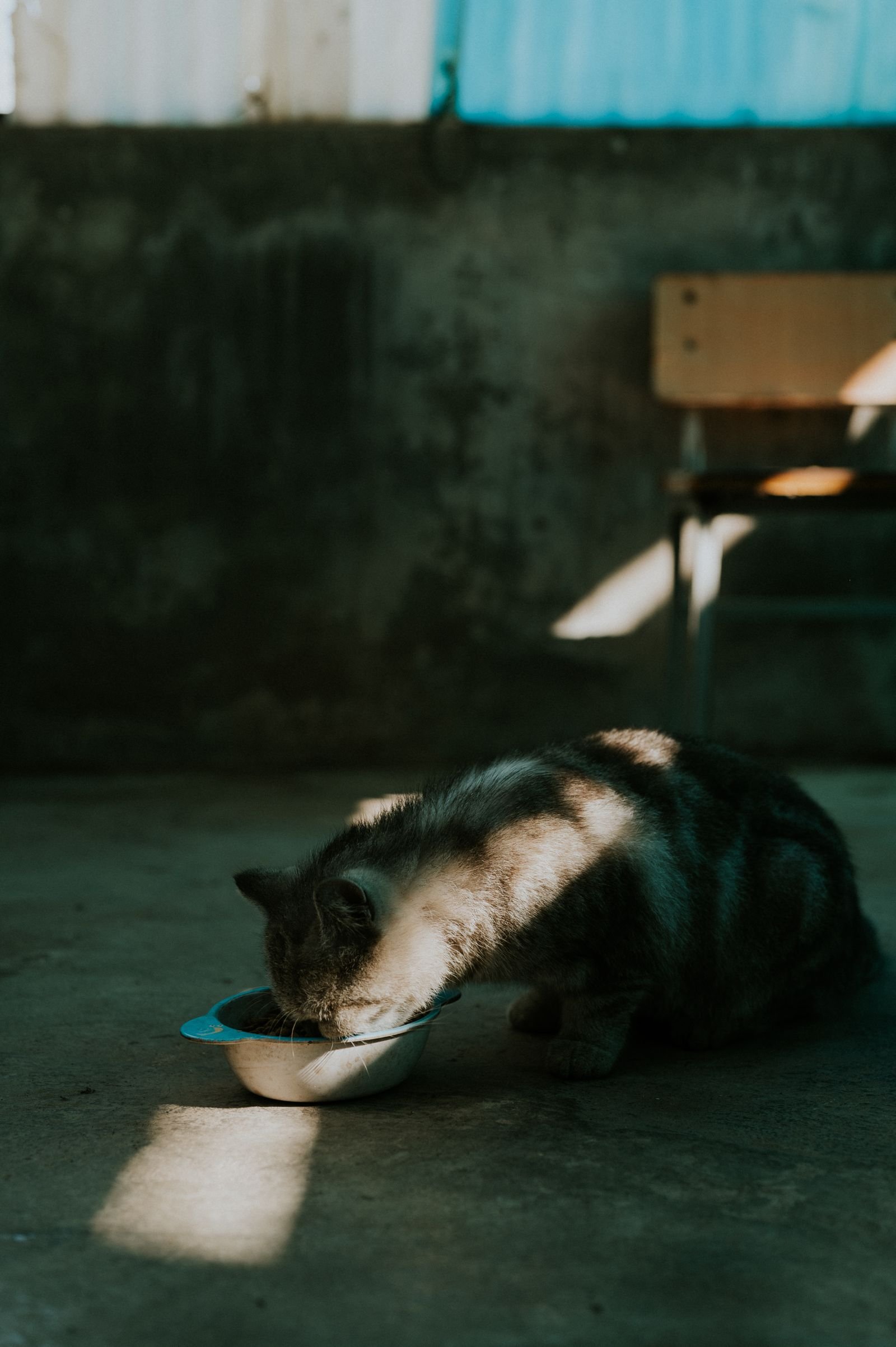 Senior cat eating from a bowl, a big appetite with weight loss can signal hyperthyroidism