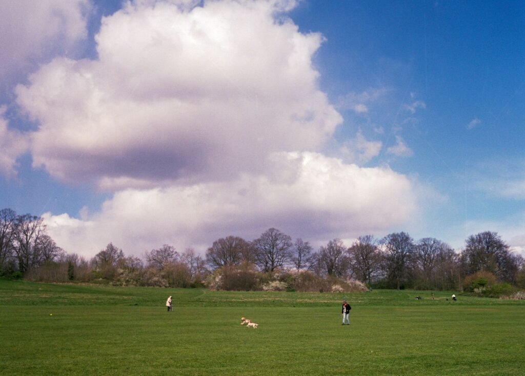 Wide open park scene with people walking and dogs playing under a vast sky.